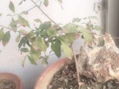 北方金蛋子下山桩是如何过冬的