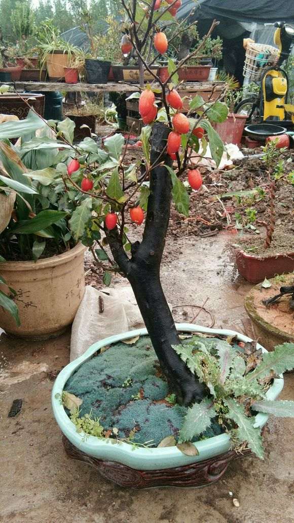 这是金蛋子下山桩 还是老鸦柿 图片