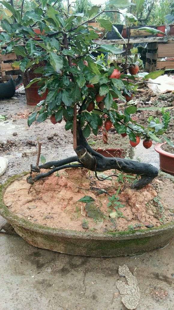 这是金蛋子下山桩 还是老鸦柿 图片