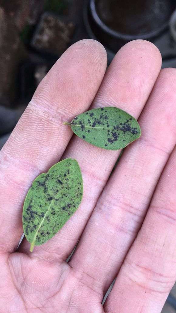 广东金蛋子下山桩几时可以摘叶 图片