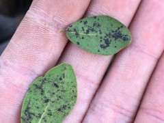 广东金蛋子下山桩几时可以摘叶 图片