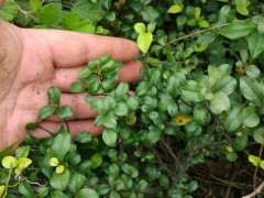 金蛋子下山桩发芽后顶枝回芽枯死 怎么办