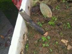 金蛋子下山桩生桩 还没发芽 是不是死了