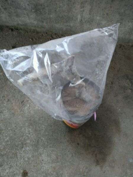 淘宝30元买的金蛋子下山桩 缠膜套袋了