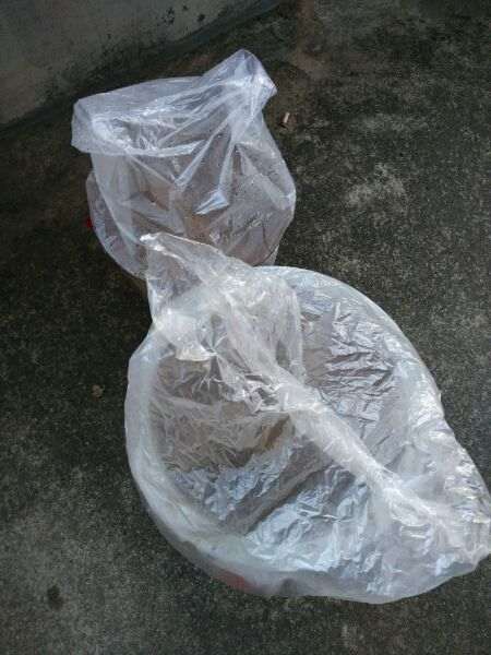 淘宝30元买的金蛋子下山桩 缠膜套袋了