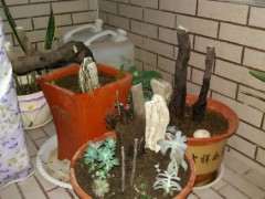 淘宝30元买的金蛋子下山桩 缠膜套袋了