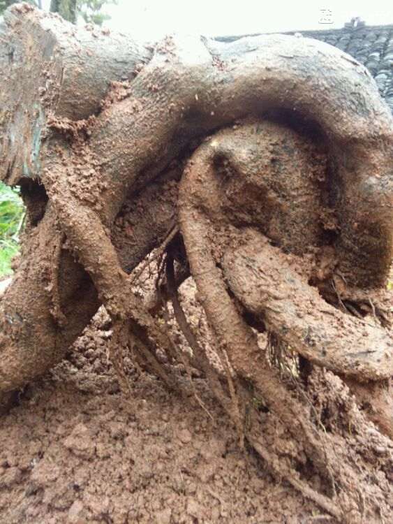 金蛋子下山桩树怎么分公母呢 图片