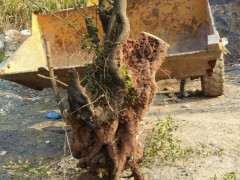 金蛋子下山桩树怎么分公母呢 图片