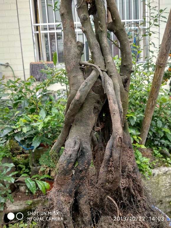 这棵金蛋子下山桩138元 贵吗 图片