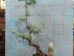 这棵金蛋子下山桩138元 贵吗 图片