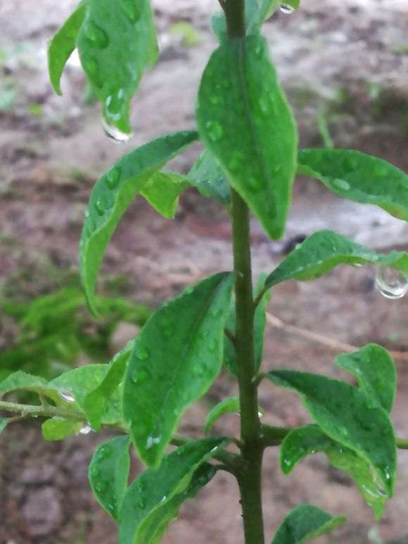 我的金蛋子下山桩什么问题 是不是要死了