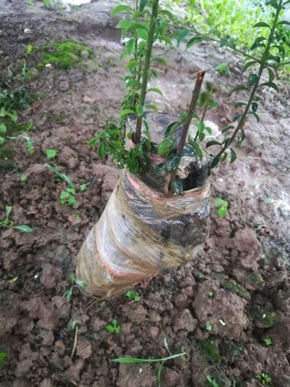 我的金蛋子下山桩什么问题 是不是要死了