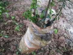 我的金蛋子下山桩什么问题 是不是要死了