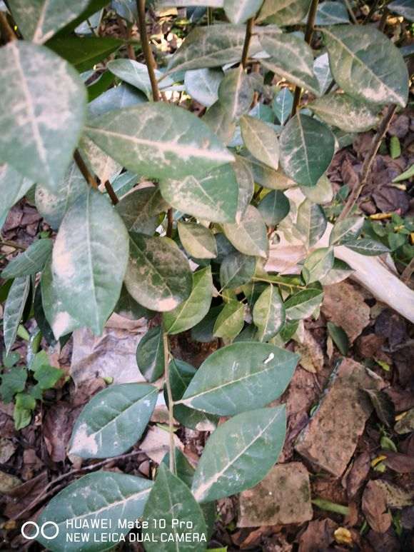 这是金蛋子下山桩的叶子吗 图片