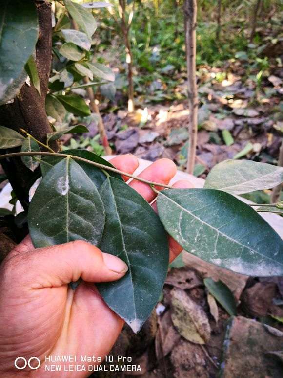 这是金蛋子下山桩的叶子吗 图片