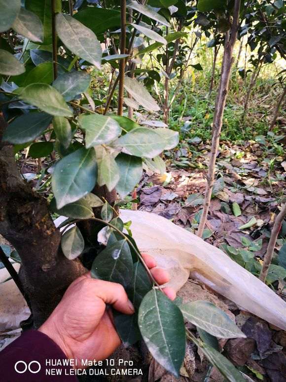 这是金蛋子下山桩的叶子吗 图片