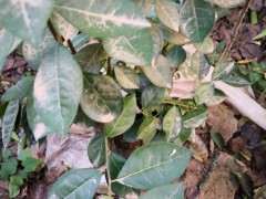 这是金蛋子下山桩的叶子吗 图片