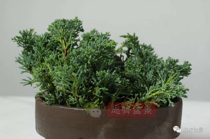 怎么扦插制作微型真柏盆景的方法