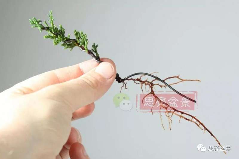 怎么扦插制作微型真柏盆景的方法