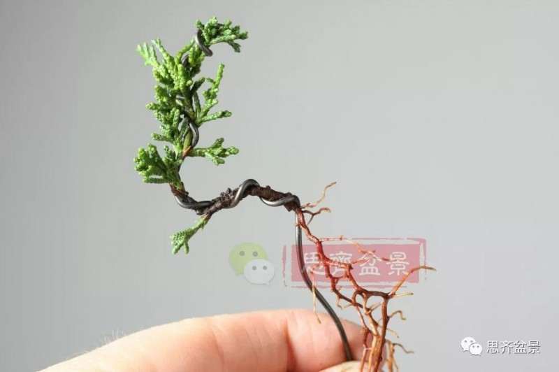 怎么扦插制作微型真柏盆景的方法