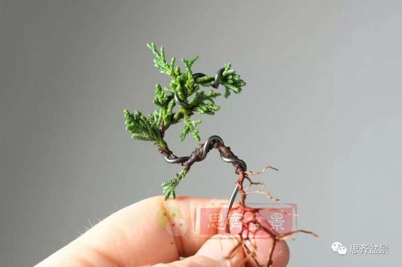 怎么扦插制作微型真柏盆景的方法