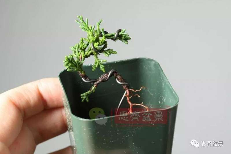 怎么扦插制作微型真柏盆景的方法