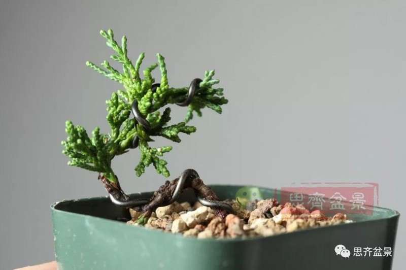 怎么扦插制作微型真柏盆景的方法