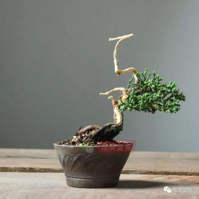 怎么扦插制作微型真柏盆景的方法