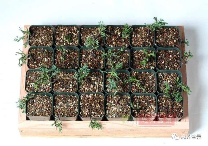 怎么扦插制作微型真柏盆景的方法