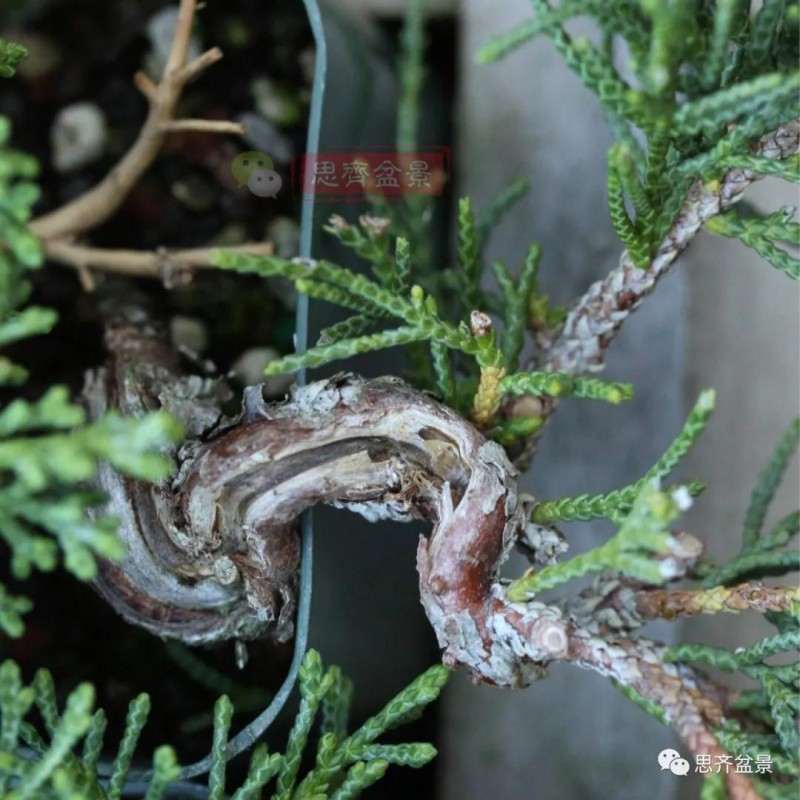 怎么扦插制作微型真柏盆景的方法