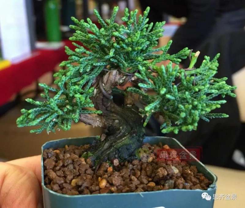 怎么扦插制作微型真柏盆景的方法