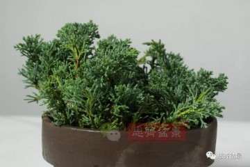 图解 怎么扦插制作微型真柏盆景的方法