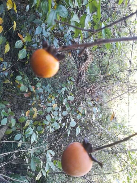 请教这属于金蛋子下山桩吗 图片