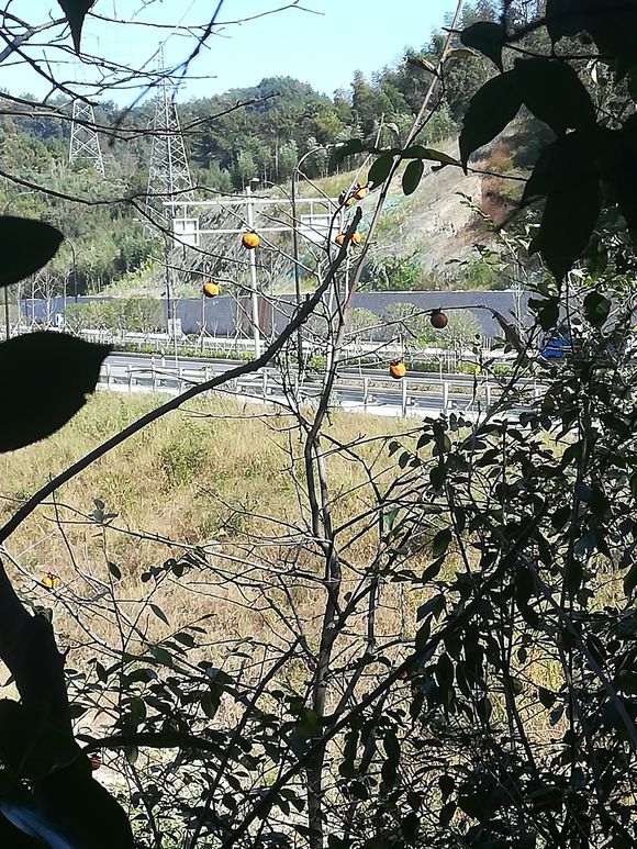 请教这属于金蛋子下山桩吗 图片