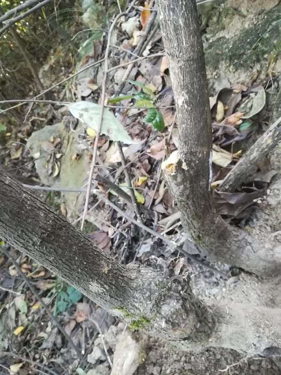 请教这属于金蛋子下山桩吗 图片