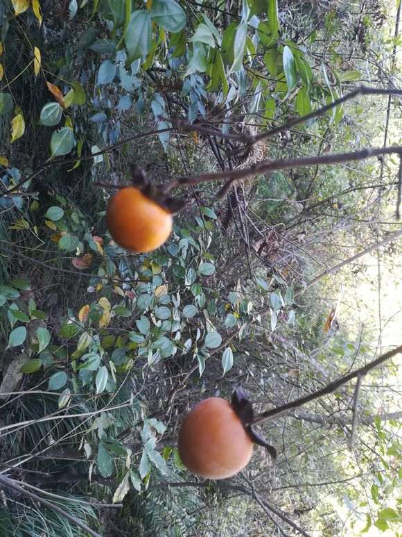 请教这属于金蛋子下山桩吗 图片