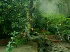 金蛋子下山桩熟桩两棵打包 800元 贵吗