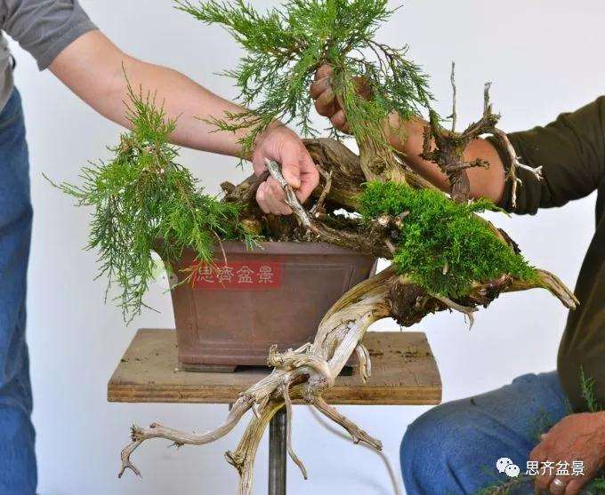 柏树盆景怎么嫁接真柏的方法