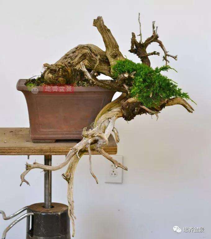 柏树盆景怎么嫁接真柏的方法