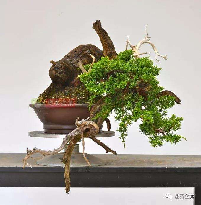 柏树盆景怎么嫁接真柏的方法