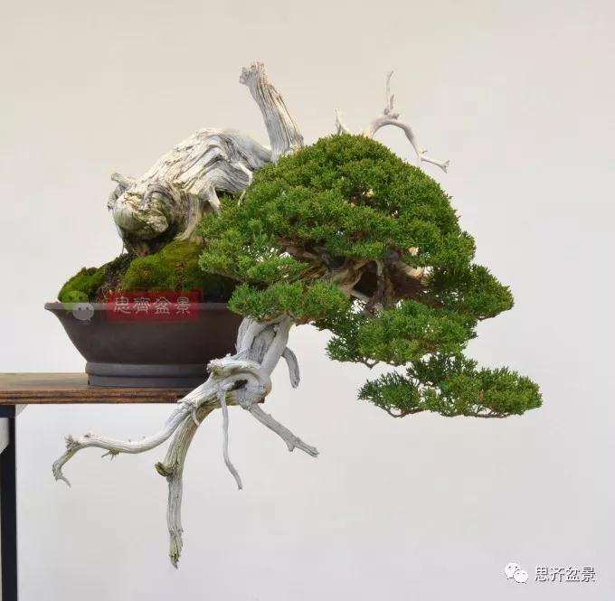 柏树盆景怎么嫁接真柏的方法