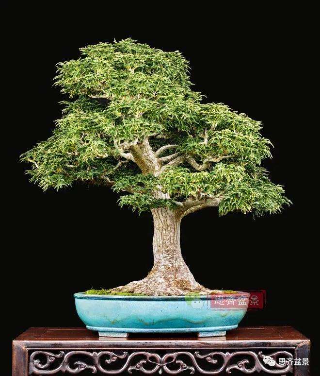 狮子头盆景怎么翻盆的方法