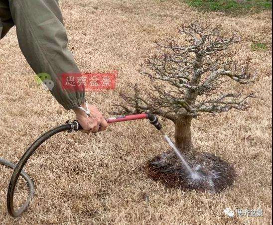 狮子头盆景怎么翻盆的方法