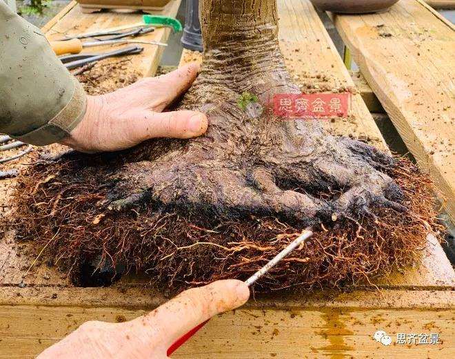 狮子头盆景怎么翻盆的方法