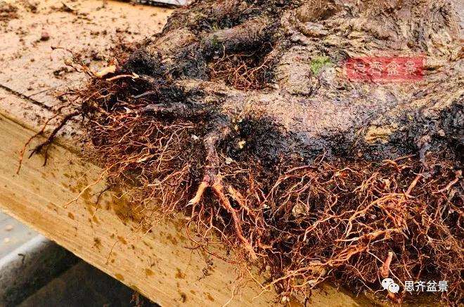 狮子头盆景怎么翻盆的方法