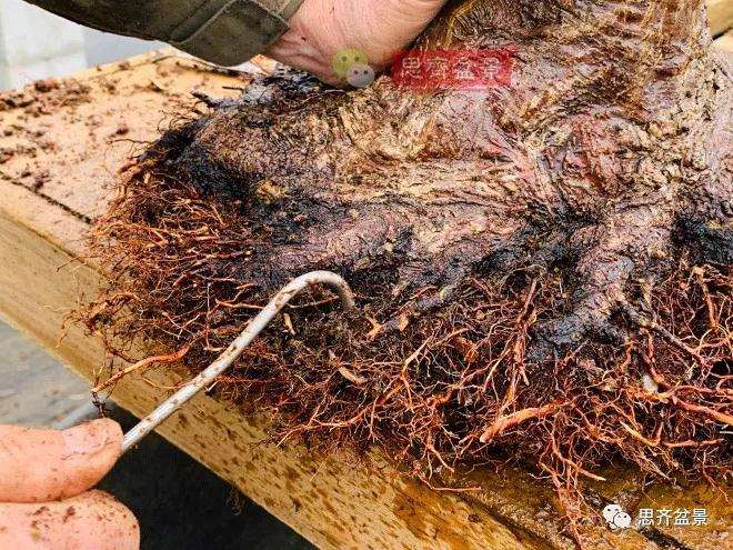 狮子头盆景怎么翻盆的方法