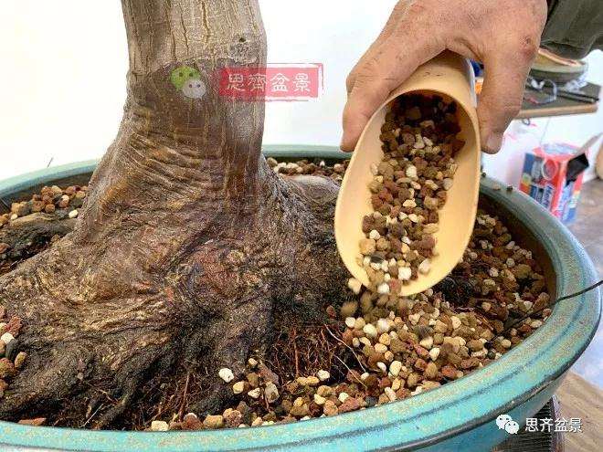 狮子头盆景怎么翻盆的方法