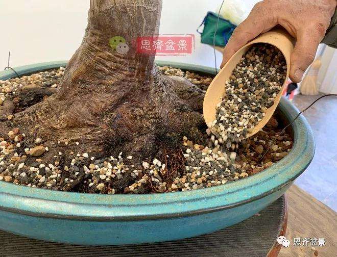 狮子头盆景怎么翻盆的方法