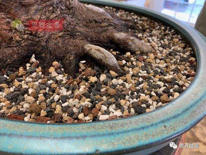 狮子头盆景怎么翻盆的方法