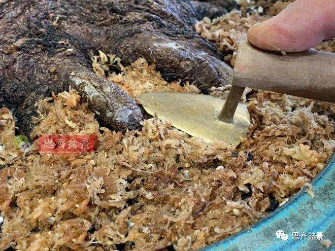 狮子头盆景怎么翻盆的方法